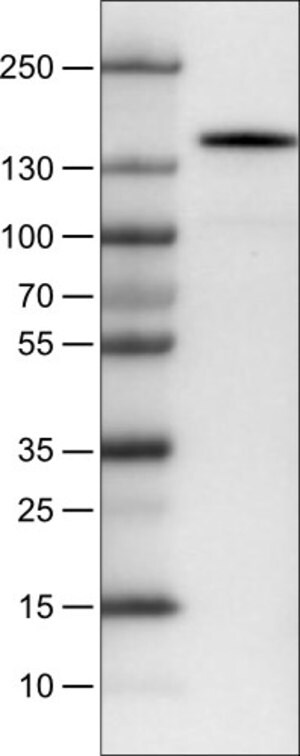 Merck Monoclonal Anti-KIT antibody produced in mouse