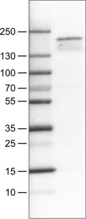 Merck Monoclonal Anti-KDM5B antibody produced in mouse