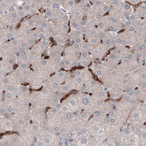 Merck Monoclonal Anti-FCGRT antibody produced in mouse