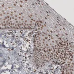 Merck Monoclonal Anti-DAXX antibody produced in mouse