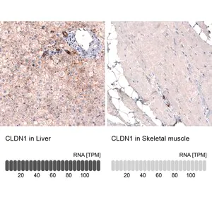 Merck Monoclonal Anti-CLDN1 antibody produced in mouse