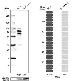 Merck Monoclonal Anti-TP63 antibody produced in mouse
