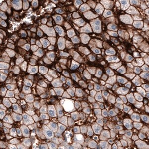 Merck Monoclonal Anti-SLCO1B3 antibody produced in mouse