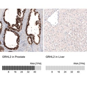 Merck Monoclonal Anti-GRHL2 antibody produced in mouse