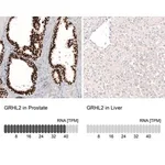 Merck Monoclonal Anti-GRHL2 antibody produced in mouse