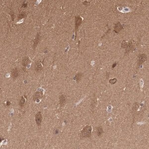 Merck Anti-PDXP antibody produced in rabbit