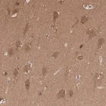 Merck Anti-PDXP antibody produced in rabbit