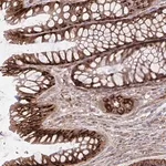 Merck Anti-ASAP1 antibody produced in rabbit