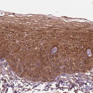 Merck Anti-TCAF1 antibody produced in rabbit