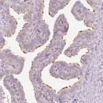 Merck Anti-LCA5 antibody produced in rabbit