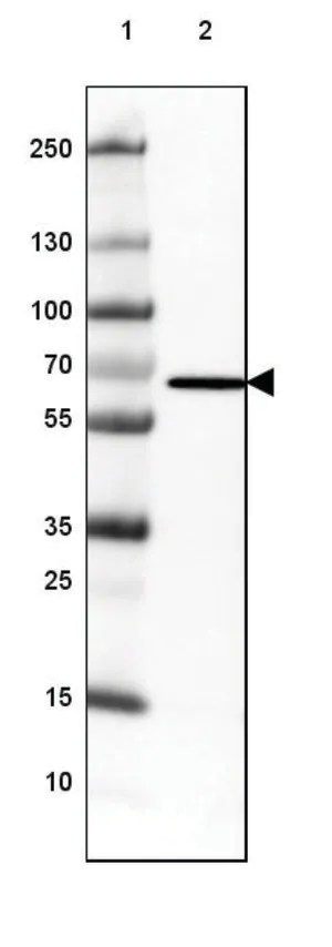Merck Monoclonal Anti-MB21D1 antibody produced in mouse