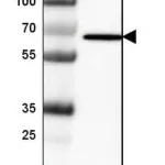 Merck Monoclonal Anti-MB21D1 antibody produced in mouse