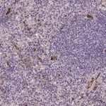 Merck Anti-KAZN antibody produced in rabbit