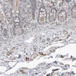 Merck Anti-ADAMTSL3 antibody produced in rabbit