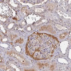 Merck Anti-DSCAML1 antibody produced in rabbit