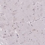 Merck Anti-NIFK antibody produced in rabbit