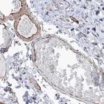 Merck Anti-SCLT1 antibody produced in rabbit