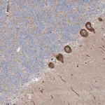 Merck Anti-WDR49 antibody produced in rabbit