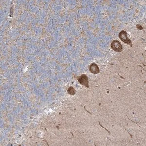 Merck Anti-WDR49 antibody produced in rabbit