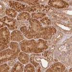 Merck Anti-KIAA0232 antibody produced in rabbit