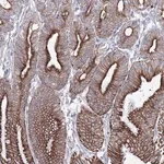 Merck Anti-C6orf1 antibody produced in rabbit
