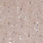 Merck Anti-APBB1 antibody produced in rabbit