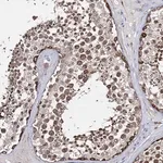Merck Anti-CFAP46 antibody produced in rabbit