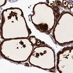 Merck Anti-ZC3H12C antibody produced in rabbit