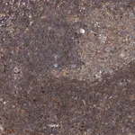 Merck Anti-DDIAS antibody produced in rabbit