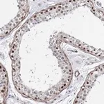 Merck Anti-CFAP46 antibody produced in rabbit