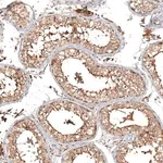 Merck Anti-CFAP46 antibody produced in rabbit