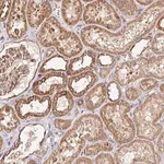Merck Anti-APBB1 antibody produced in rabbit