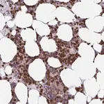 Merck Anti-ASAP1 antibody produced in rabbit