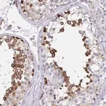 Merck Anti-CLGN antibody produced in rabbit
