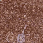 Merck Anti-NUDT9 antibody produced in rabbit