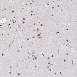 Merck Anti-HNRNPU antibody produced in rabbit