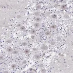 Merck Anti-CENPQ antibody produced in rabbit