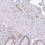 Merck Anti-PLG antibody produced in rabbit