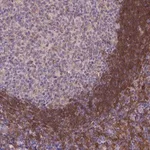 Merck Anti-FGD2 antibody produced in rabbit