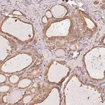 Merck Anti-RSBN1 antibody produced in rabbit
