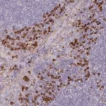 Merck Anti-TRAPPC10 antibody produced in rabbit