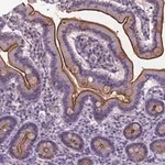 Merck Anti-TM4SF20 antibody produced in rabbit