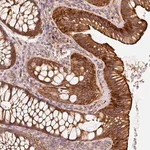 Merck Anti-CEP95 antibody produced in rabbit