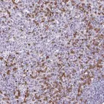 Merck Anti-CEP120 antibody produced in rabbit