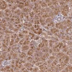 Merck Anti-CEP95 antibody produced in rabbit