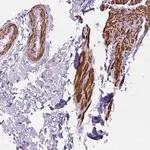 Merck Anti-HHIPL1 antibody produced in rabbit