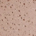 Merck Anti-C6orf163 antibody produced in rabbit