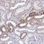Merck Anti-PLEKHH1 antibody produced in rabbit