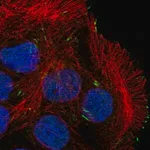 Merck Anti-CAPN12 antibody produced in rabbit