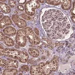 Merck Anti-DCAF1 antibody produced in rabbit
